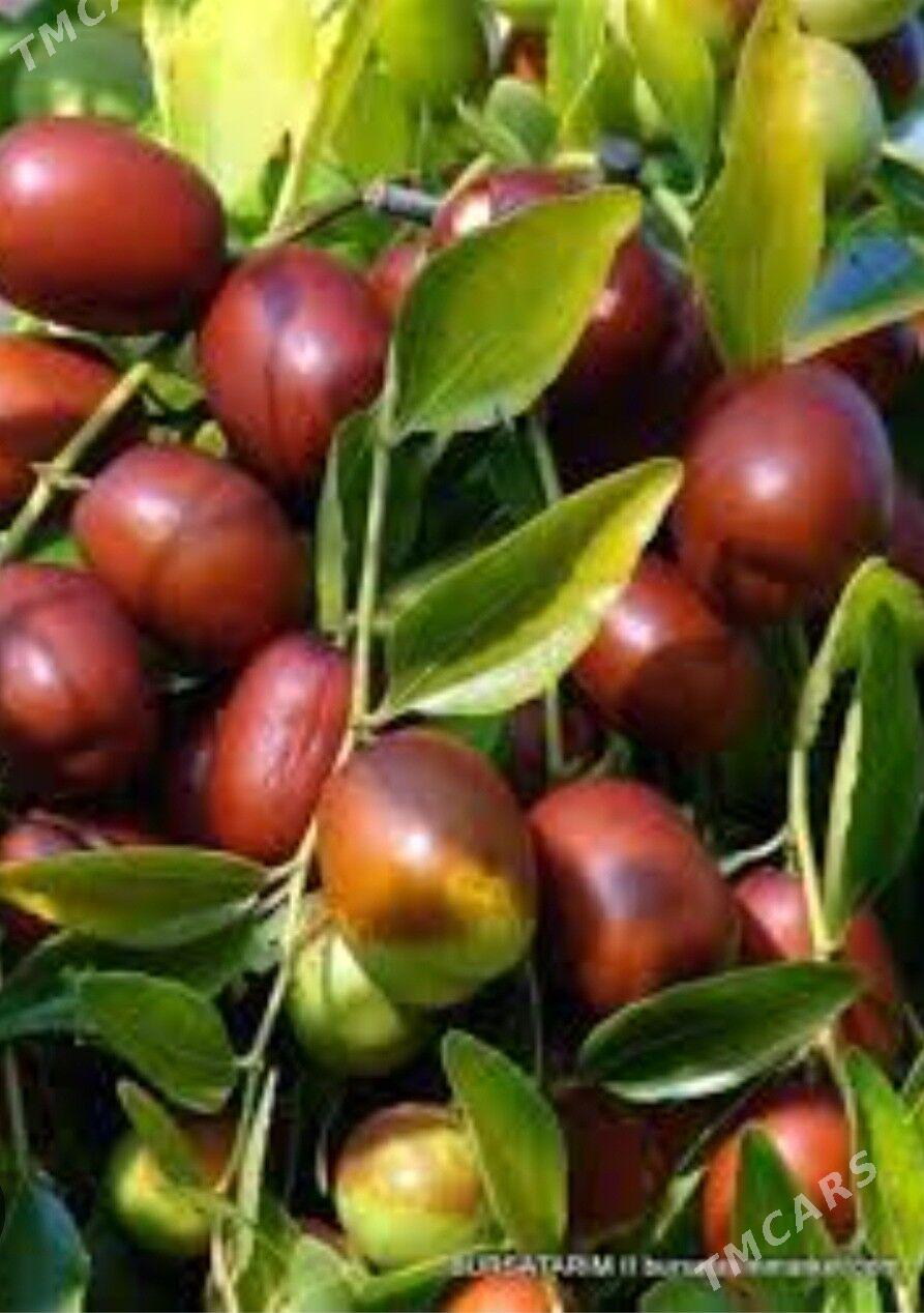 ARNAP HUNNAP TURK NAHAL - Änew - img 4