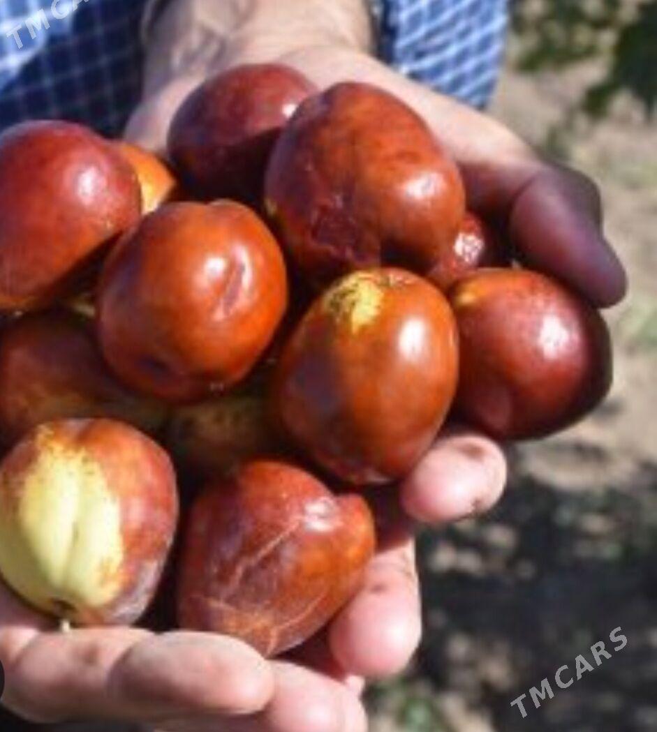 ARNAP HUNNAP TURK NAHAL - Änew - img 2