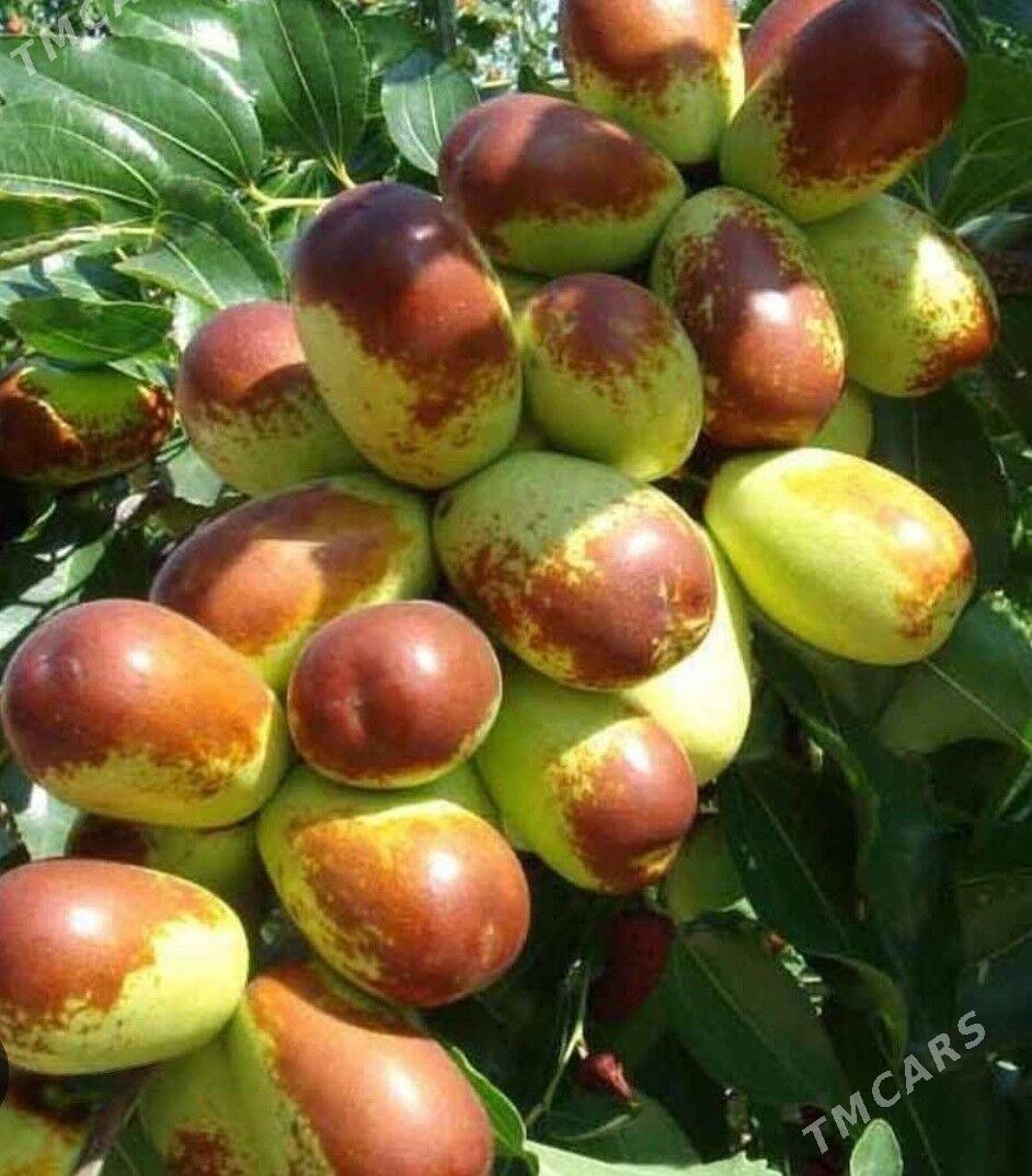 ARNAP HUNNAP TURK NAHAL - Änew - img 5