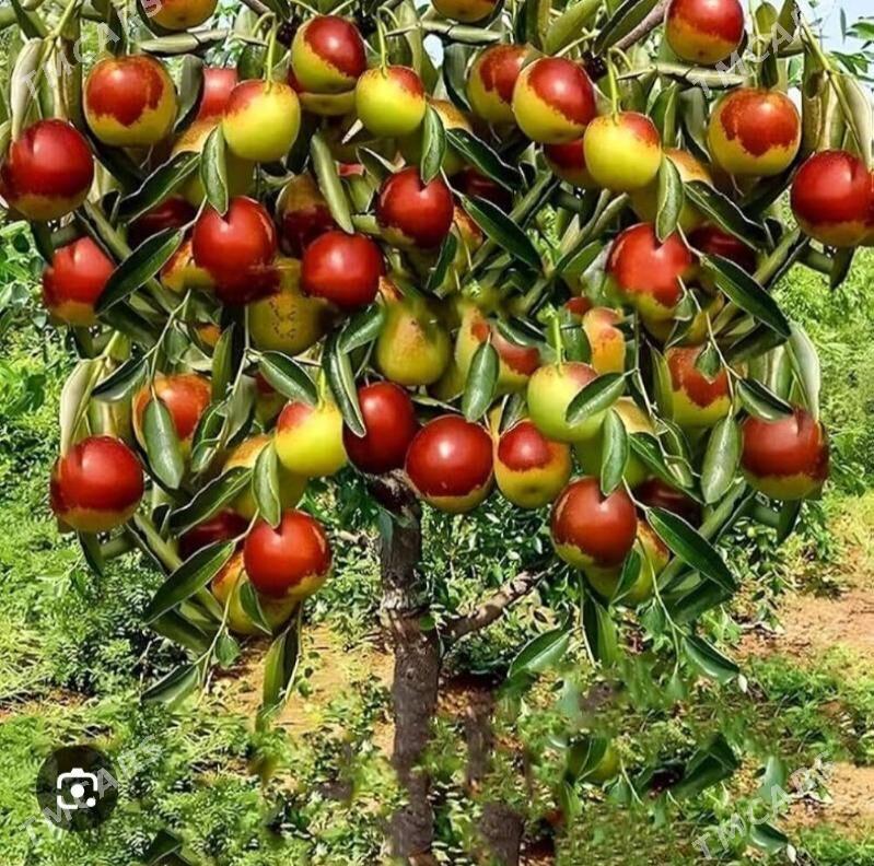 ARNAP HUNNAP TURK NAHAL - Änew - img 8