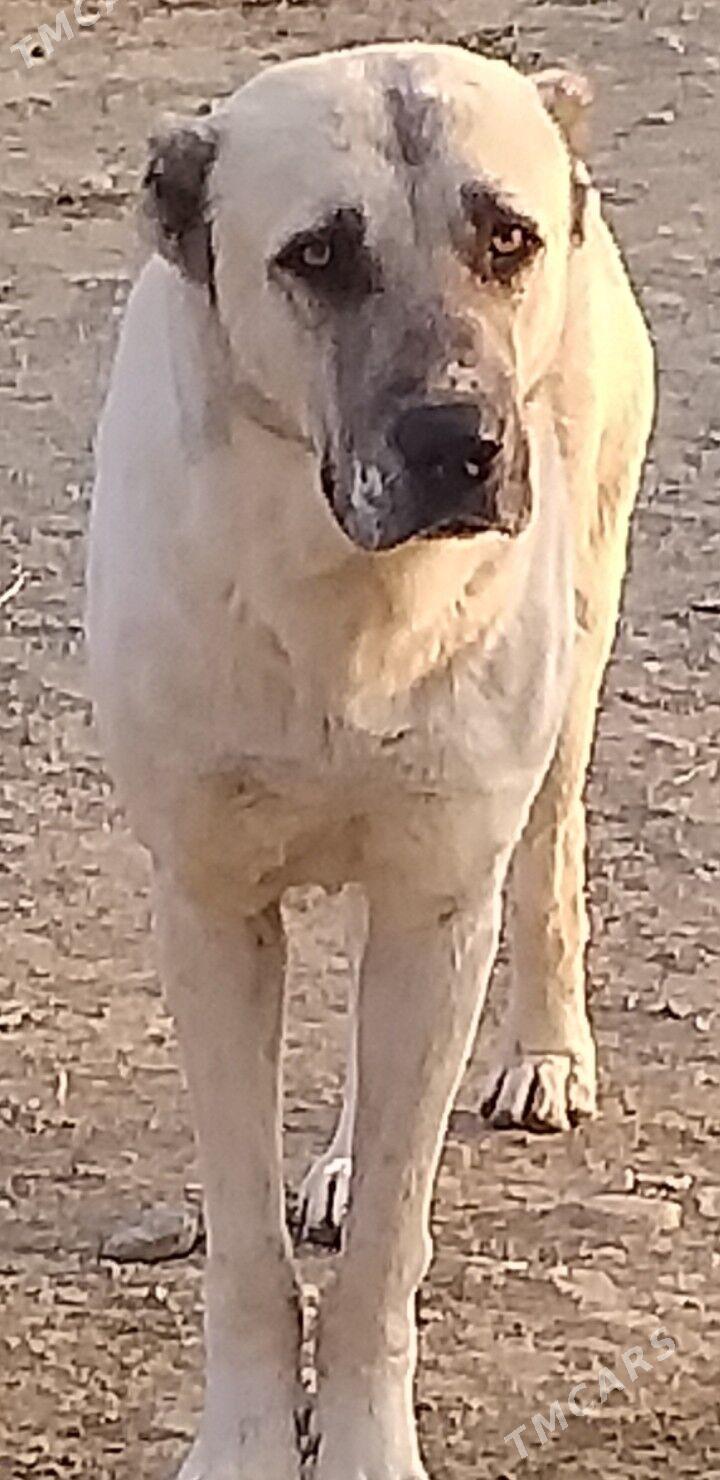 Alabay - Бахарден - img 2