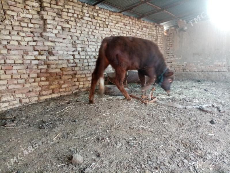 öküz - Baýramaly - img 5