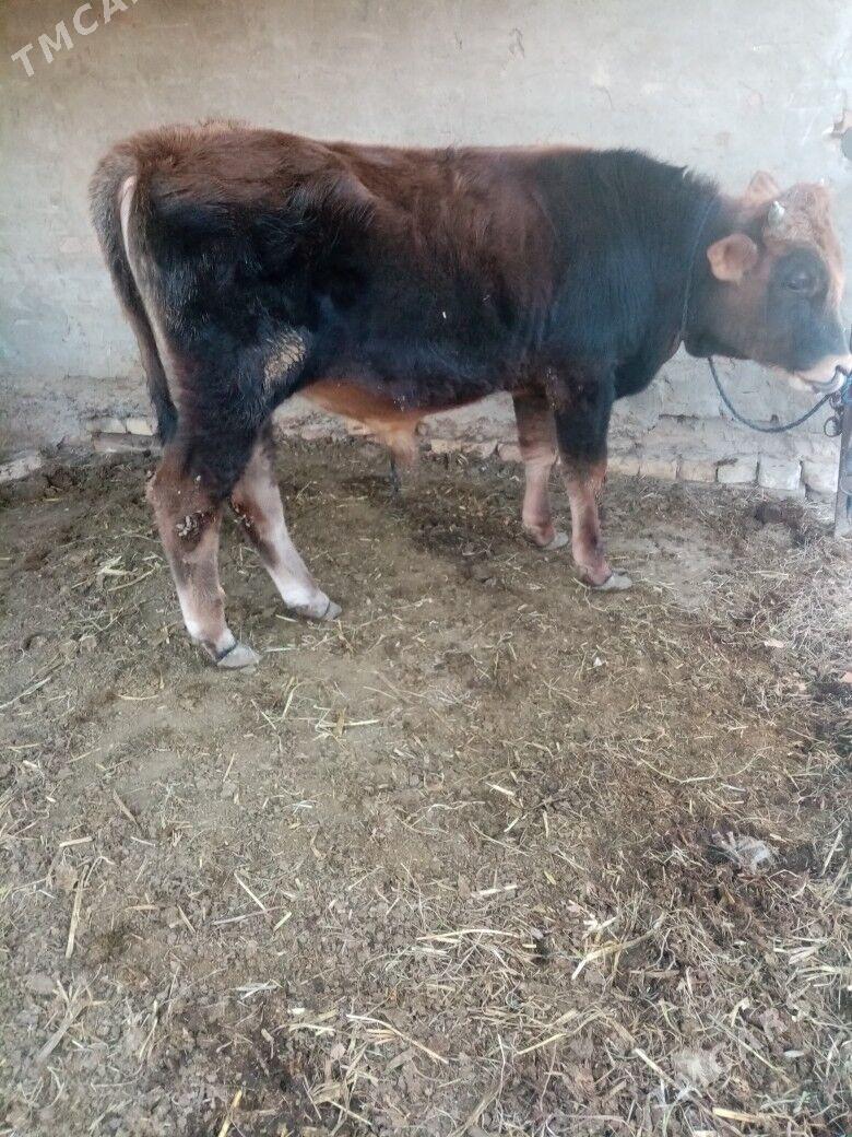 öküz - Baýramaly - img 6