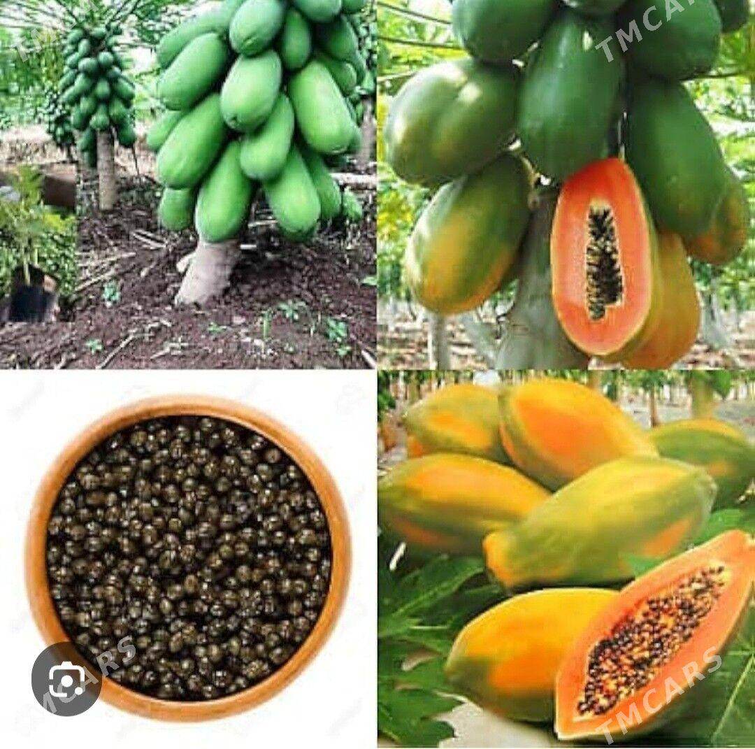 PAPAYA TAYLAND TURK NAHAL - Änew - img 5