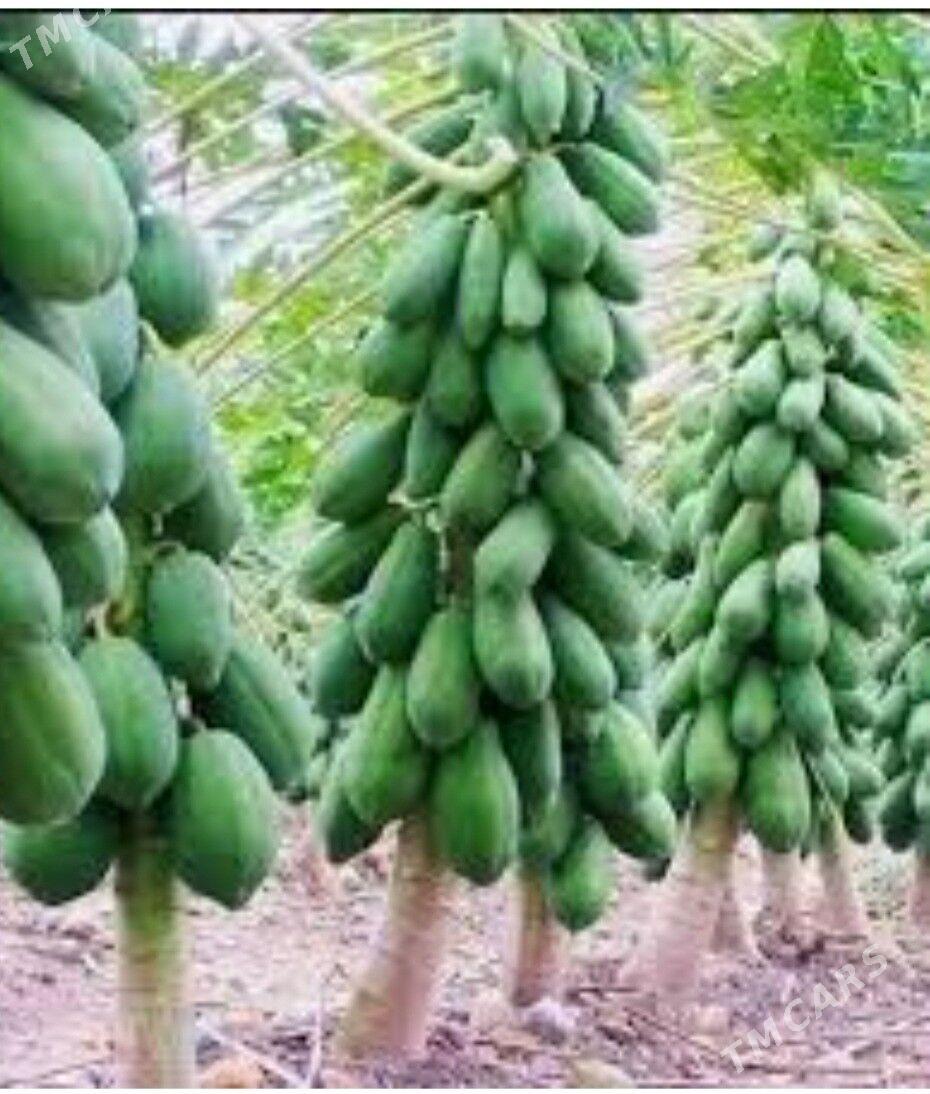 PAPAYA TAYLAND TURK NAHAL - Änew - img 7