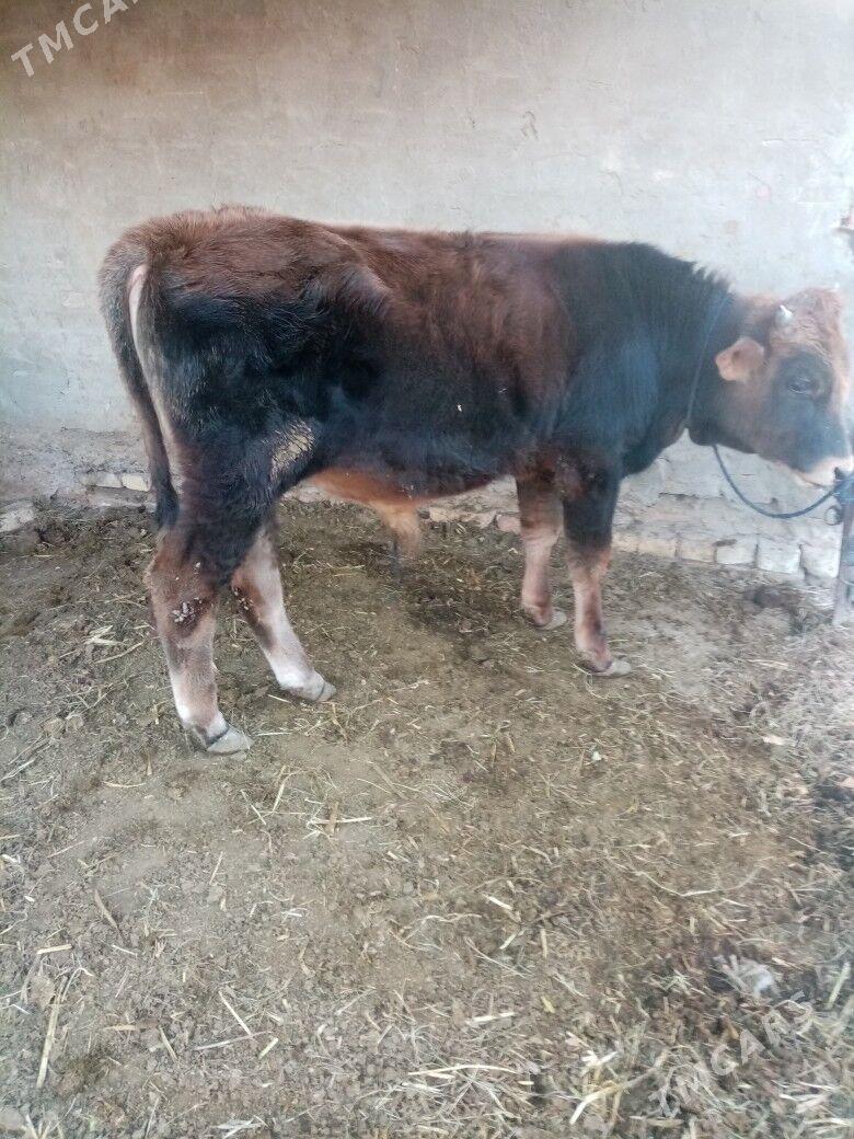 öküz - Baýramaly - img 3