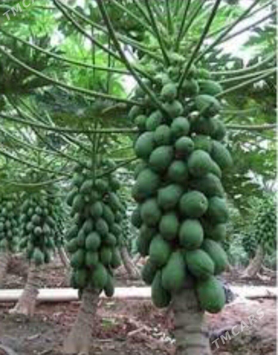 PAPAYA TAYLAND TURK NAHAL - Änew - img 6
