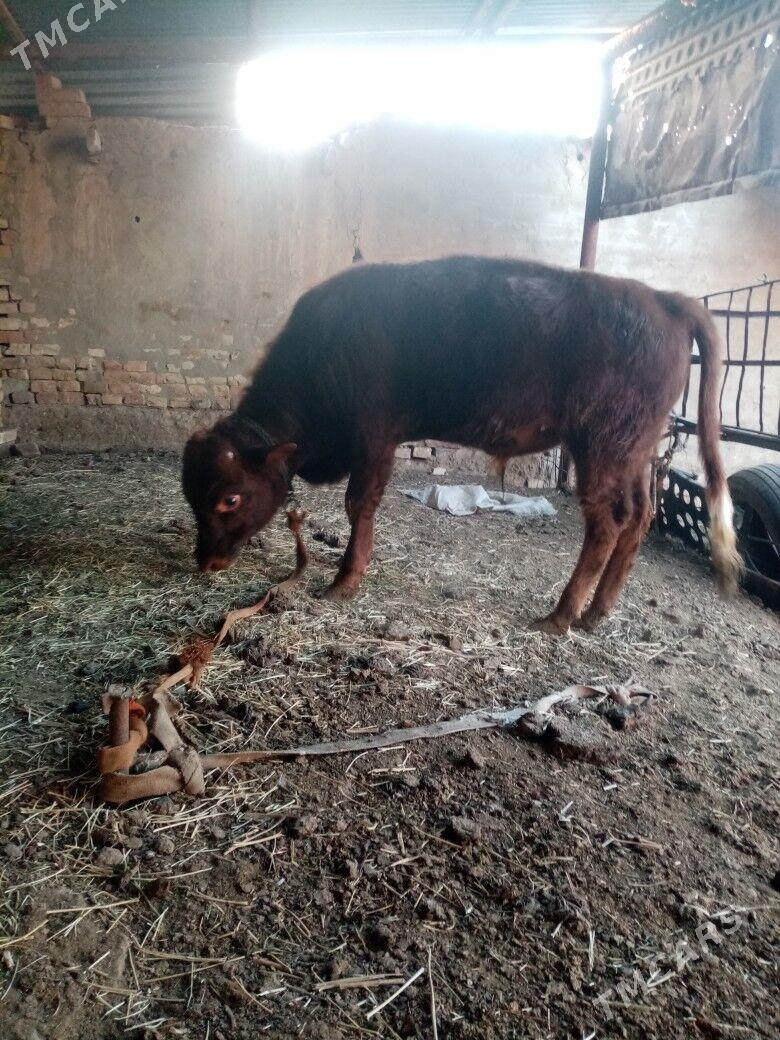 öküz - Baýramaly - img 4