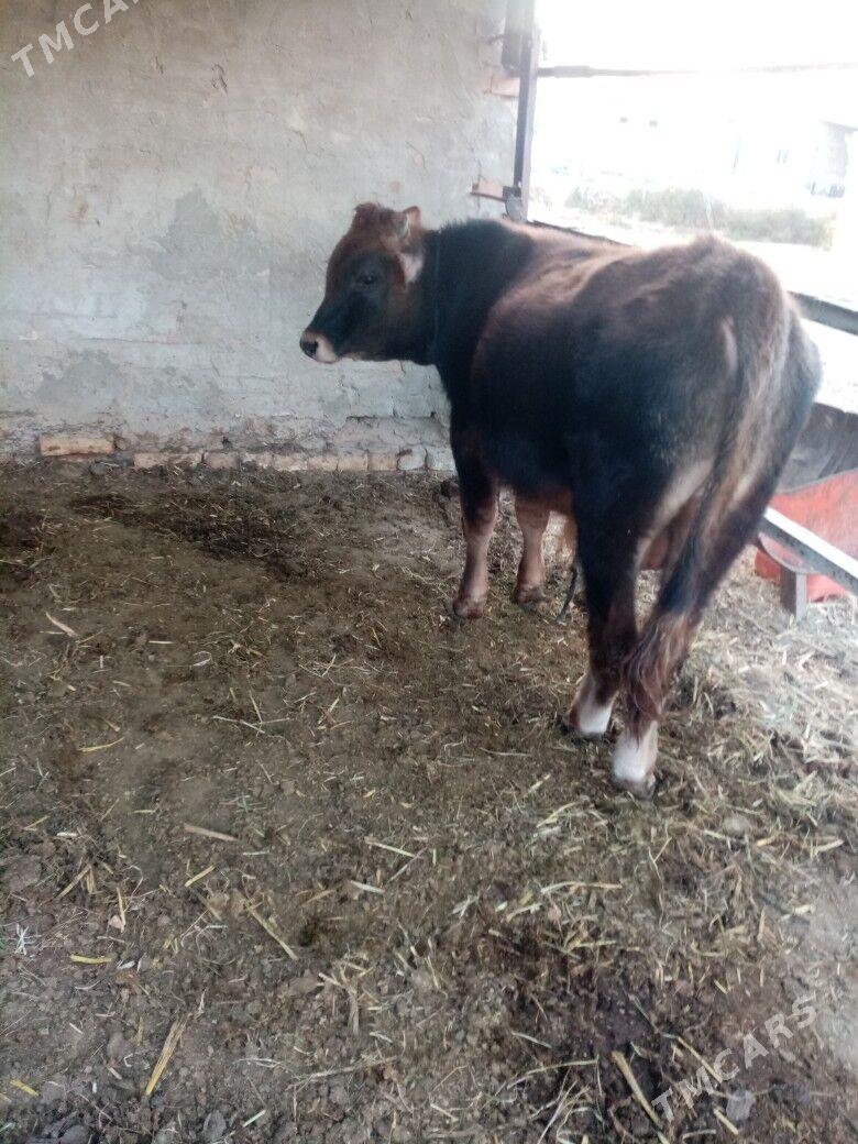 öküz - Baýramaly - img 2