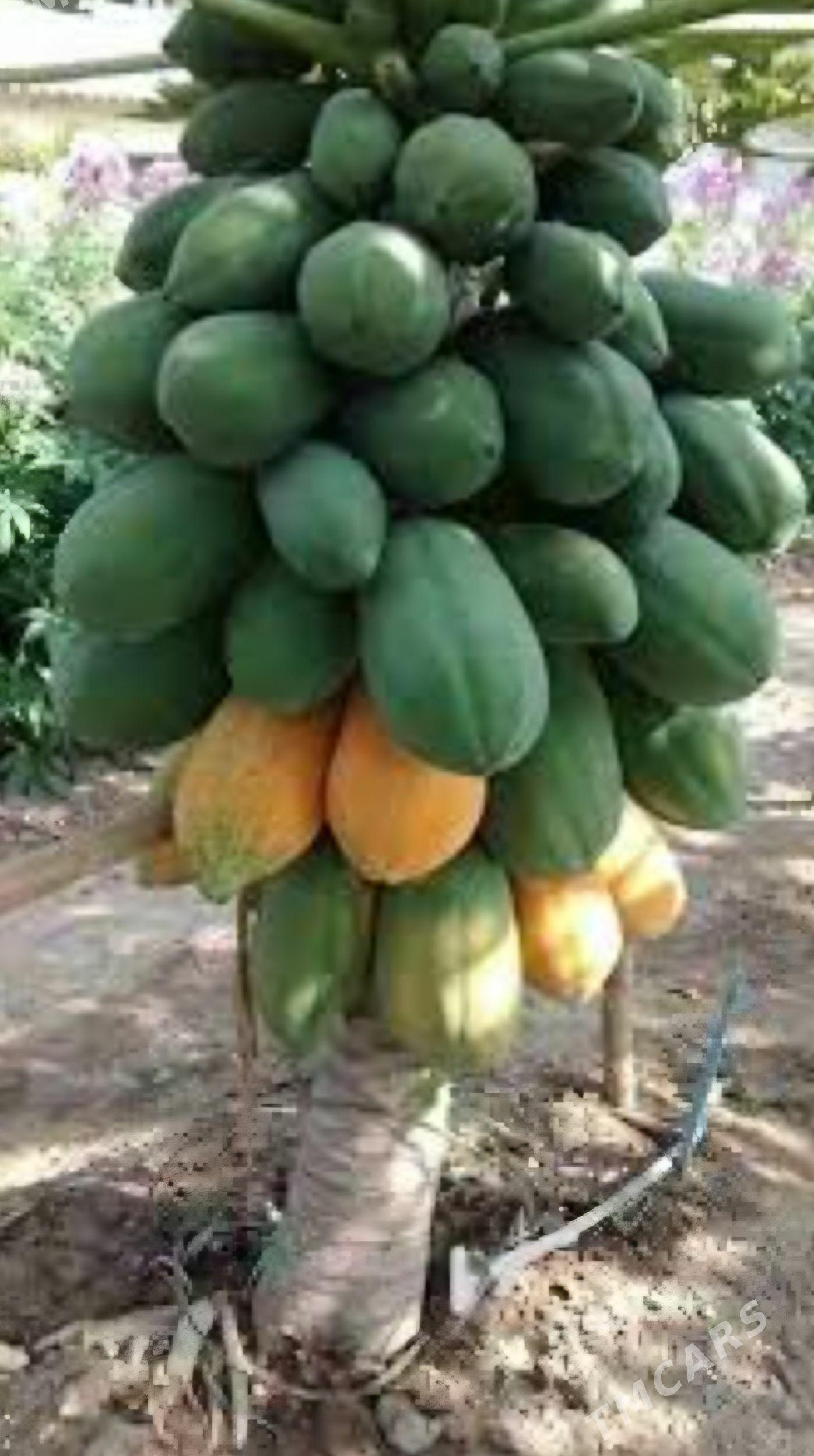 PAPAYA TAYLAND TURK NAHAL - Änew - img 2