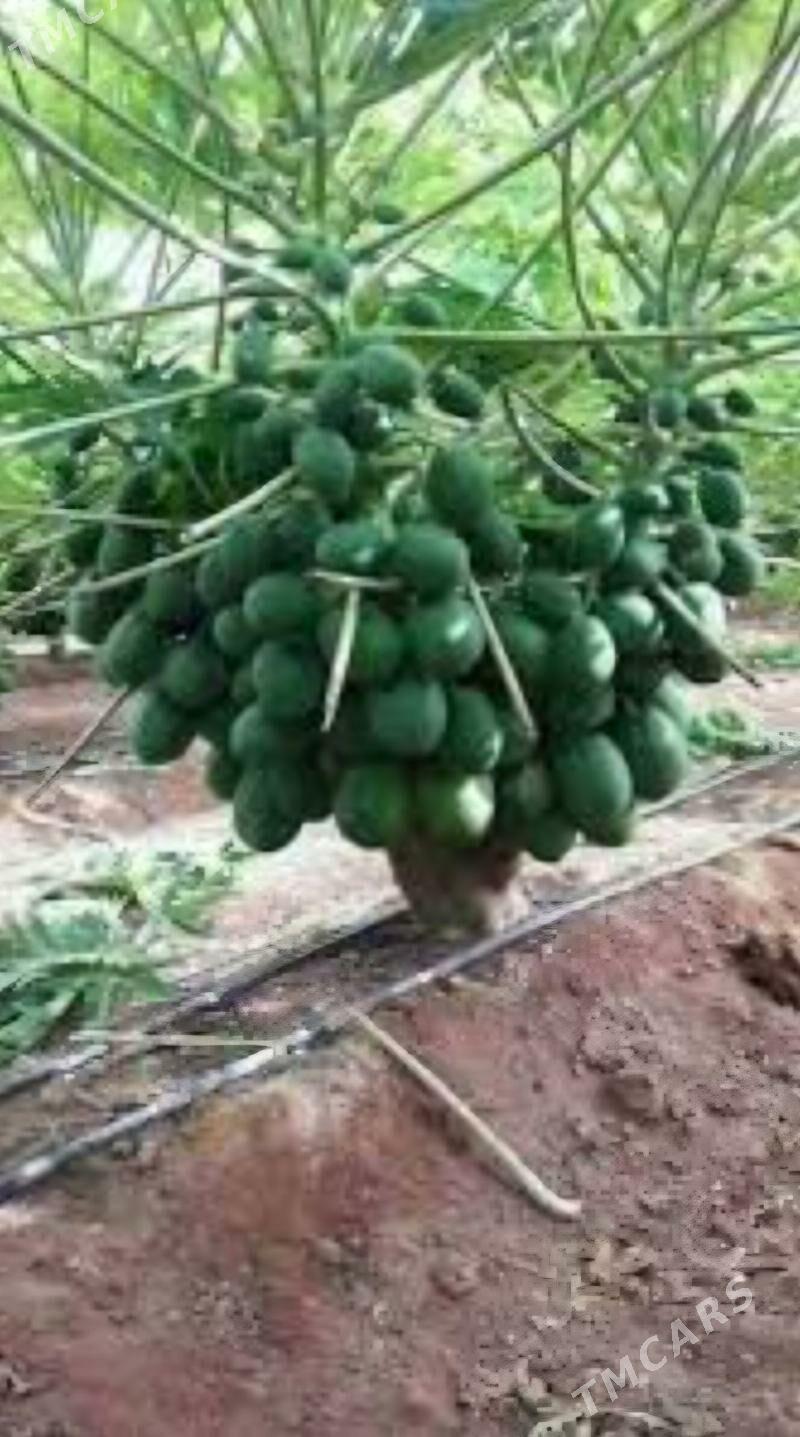 PAPAYA TAYLAND TURK NAHAL - Änew - img 8