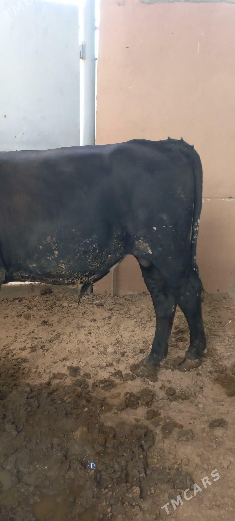 okuz bakylan - Ашхабад - img 4