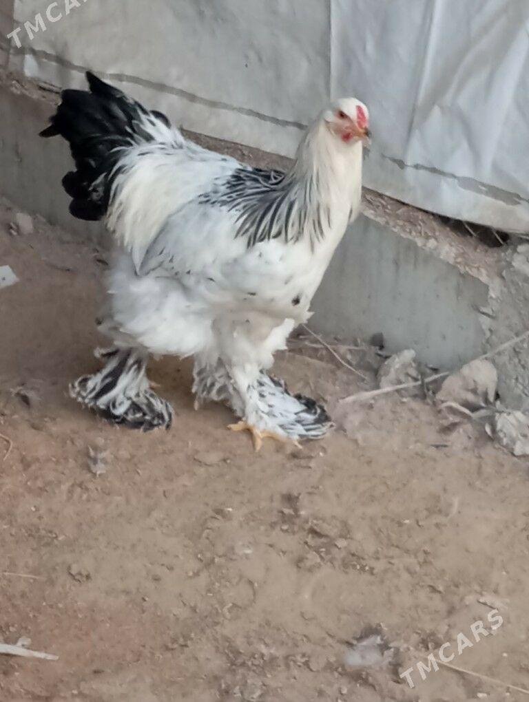 Brama - Гарадамак - img 4