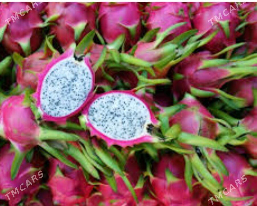 AJDAR DRAGON MEWESI - Kaka - img 2