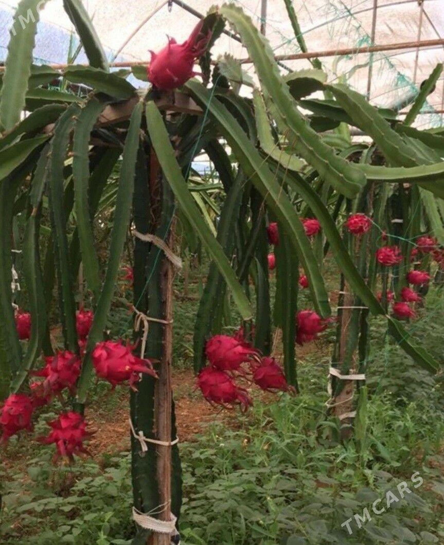 AJDAR DRAGON MEWESI - Kaka - img 6