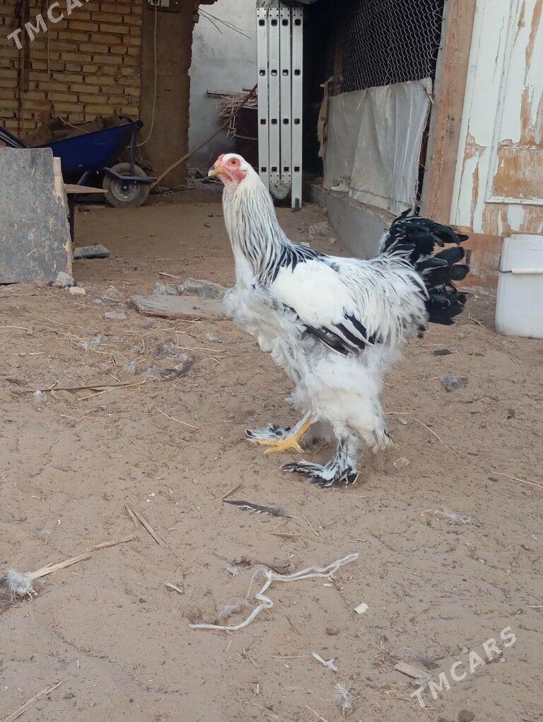 Brama - Гарадамак - img 3