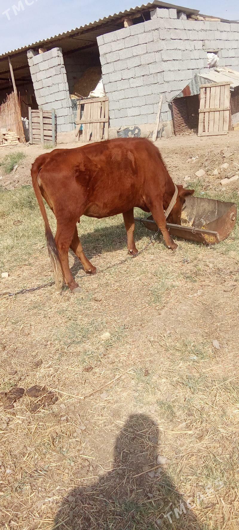 sygyr - Babadaýhan - img 3