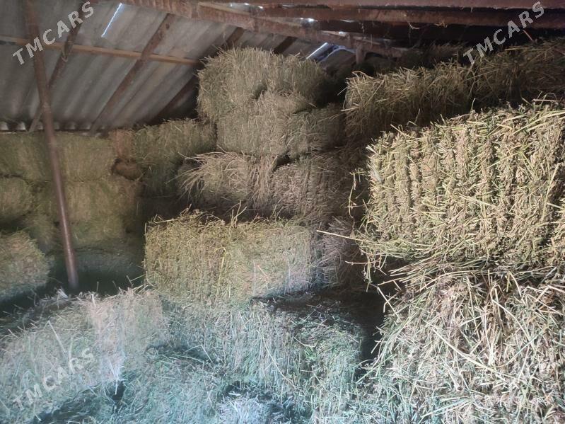 Yorunja pres - Ak bugdaý etraby - img 2