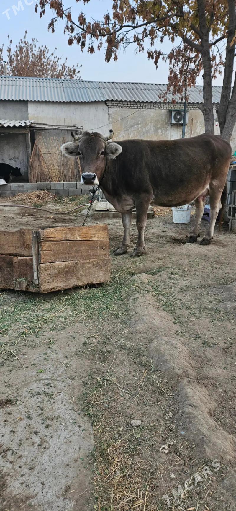 sygyr - Gökdepe - img 3