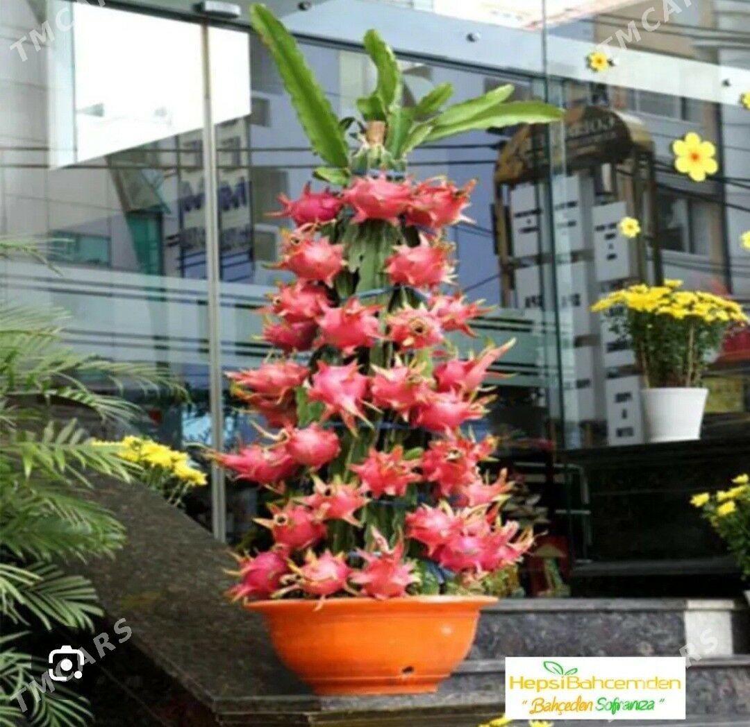 AJDAR DRAGON MEWESI - Kaka - img 8