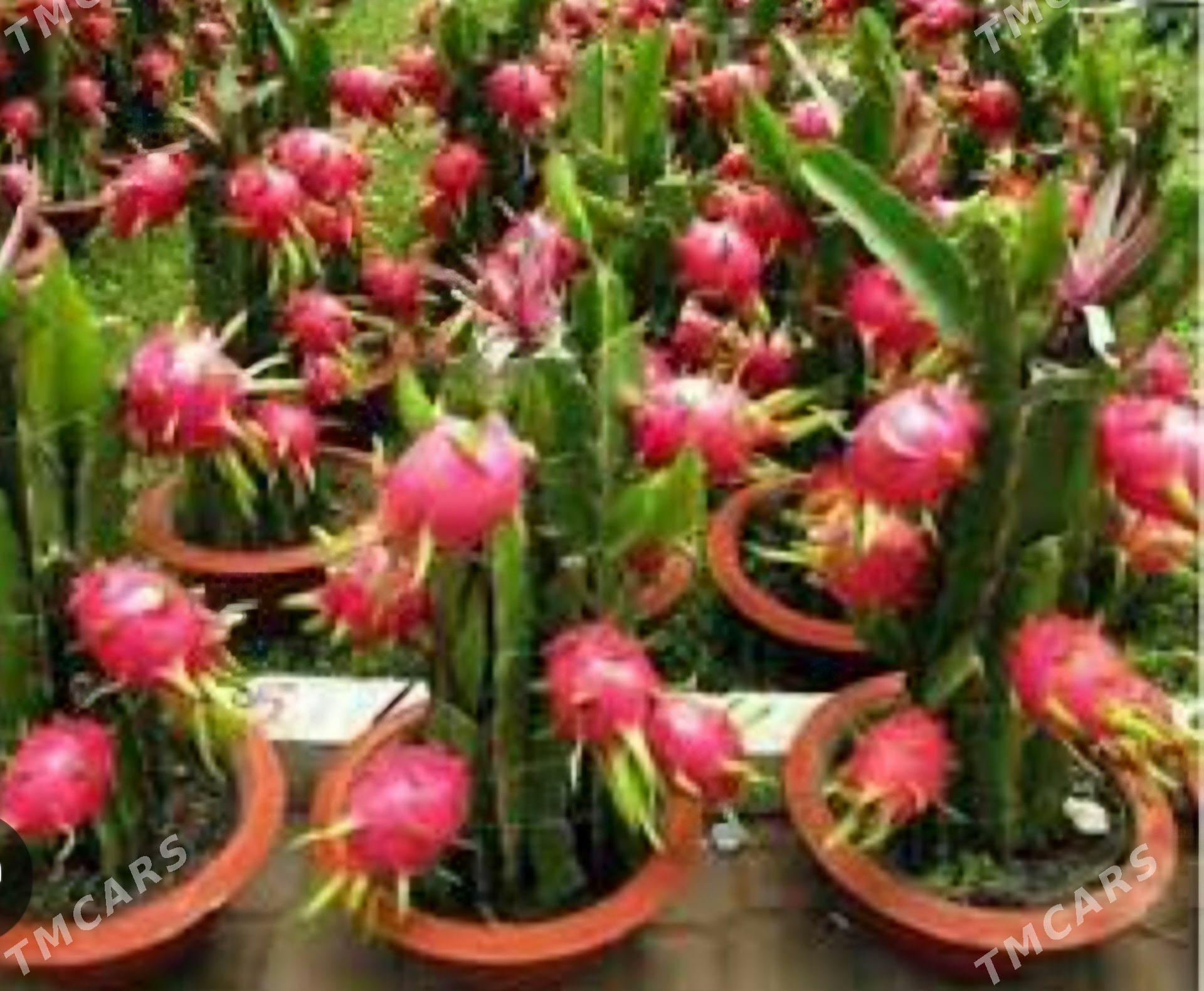 AJDAR DRAGON MEWESI - Kaka - img 5