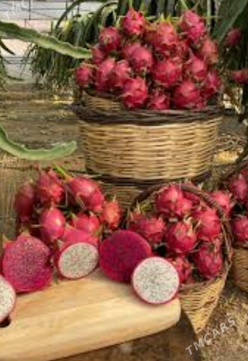 AJDAR DRAGON MEWESI - Kaka - img 7