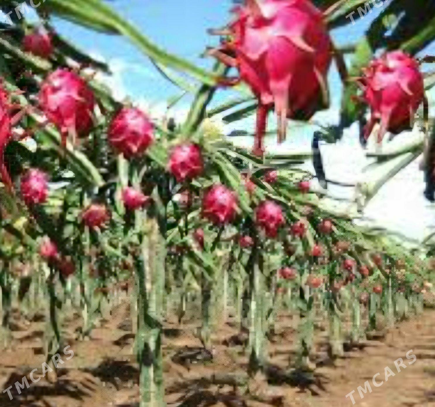 AJDAR DRAGON MEWESI - Kaka - img 4