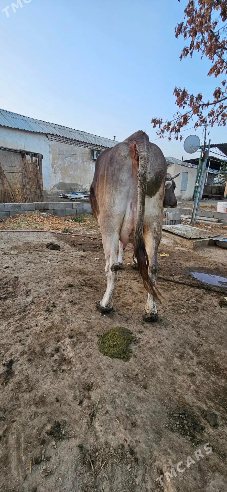 sygyr - Gökdepe - img 2