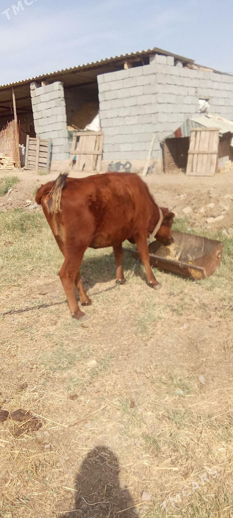 sygyr - Babadaýhan - img 2