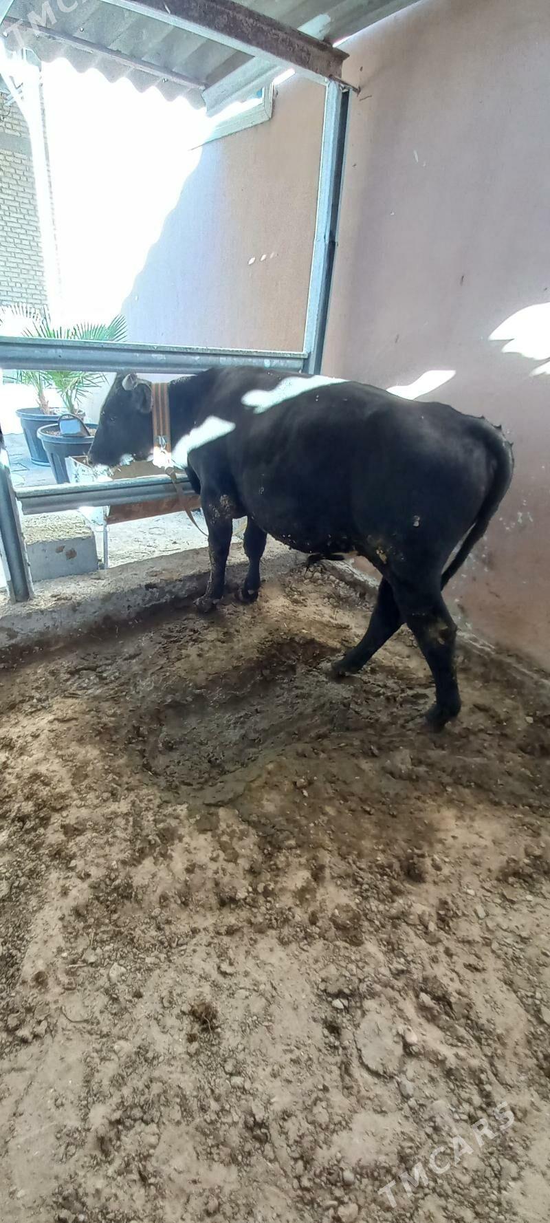 okuz bakylan - Ашхабад - img 2