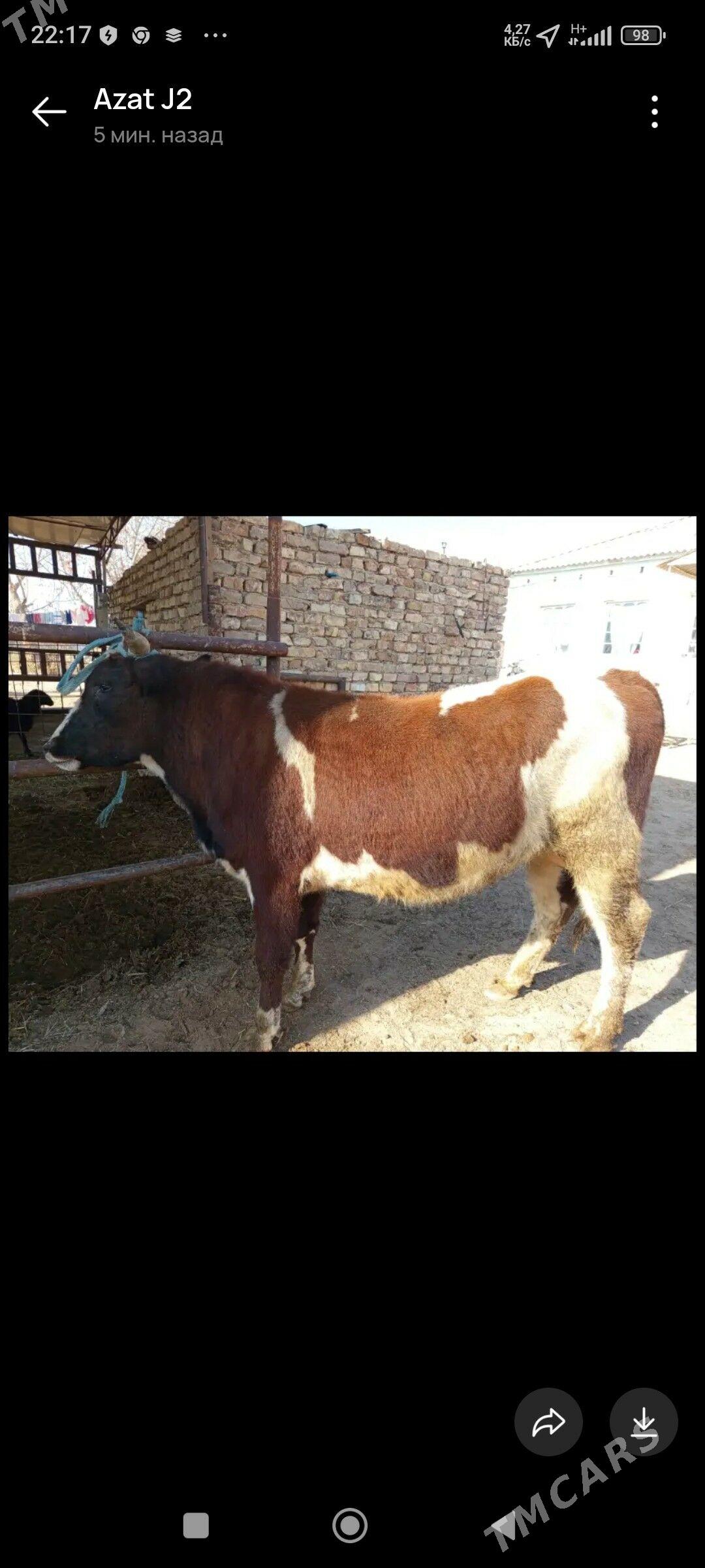 Öküz - Мургап - img 2