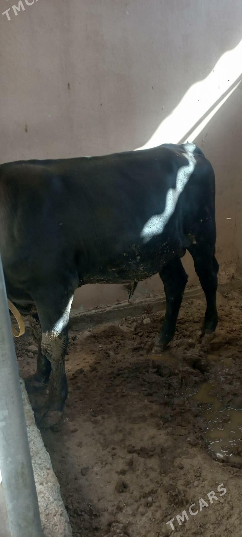 okuz bakylan - Ашхабад - img 5