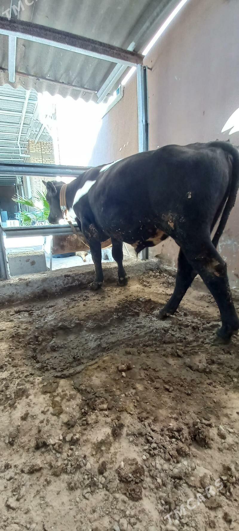 okuz bakylan - Ашхабад - img 3