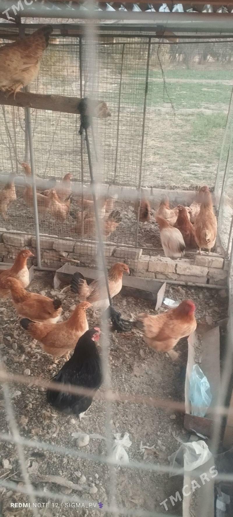 towuk - Туркменгала - img 2