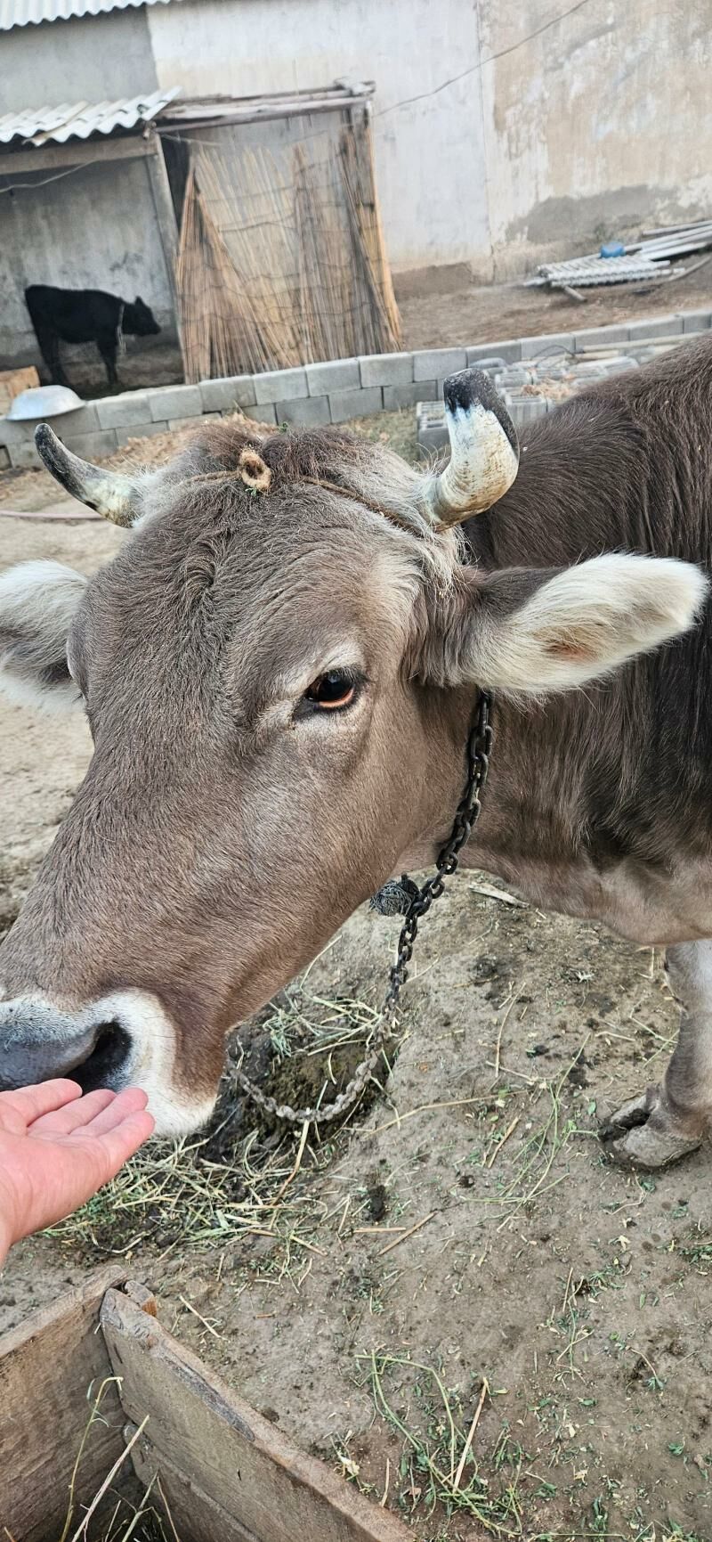 Sygyr - Гёкдепе - img 4