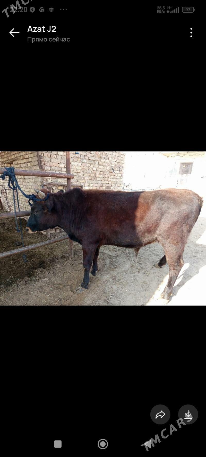 Öküz - Мургап - img 4