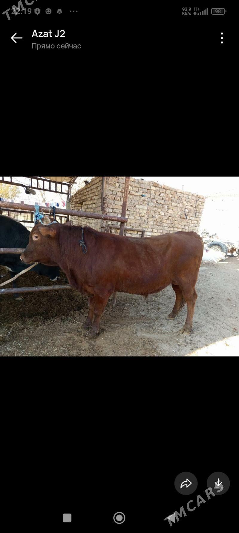 Öküz - Мургап - img 3