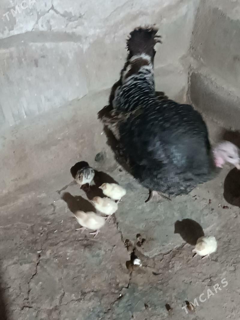 İnduk jüýjesi - Мары - img 3