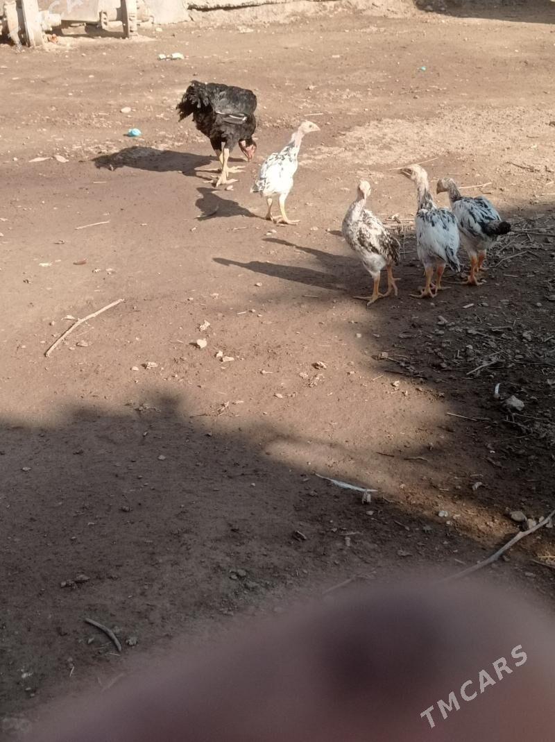 жужели товук - Гарабекевюл - img 3