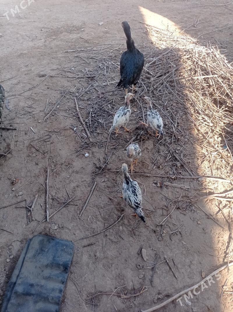 жужели товук - Гарабекевюл - img 7