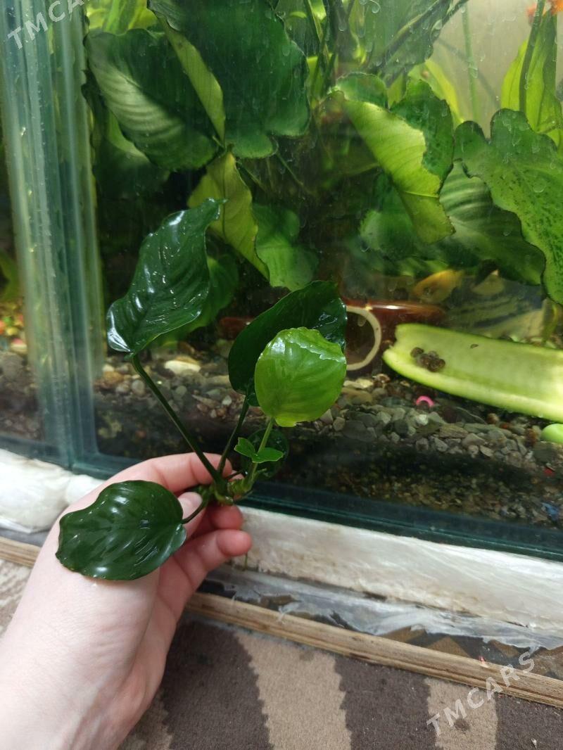 аквариумные растения - Туркменабат - img 2