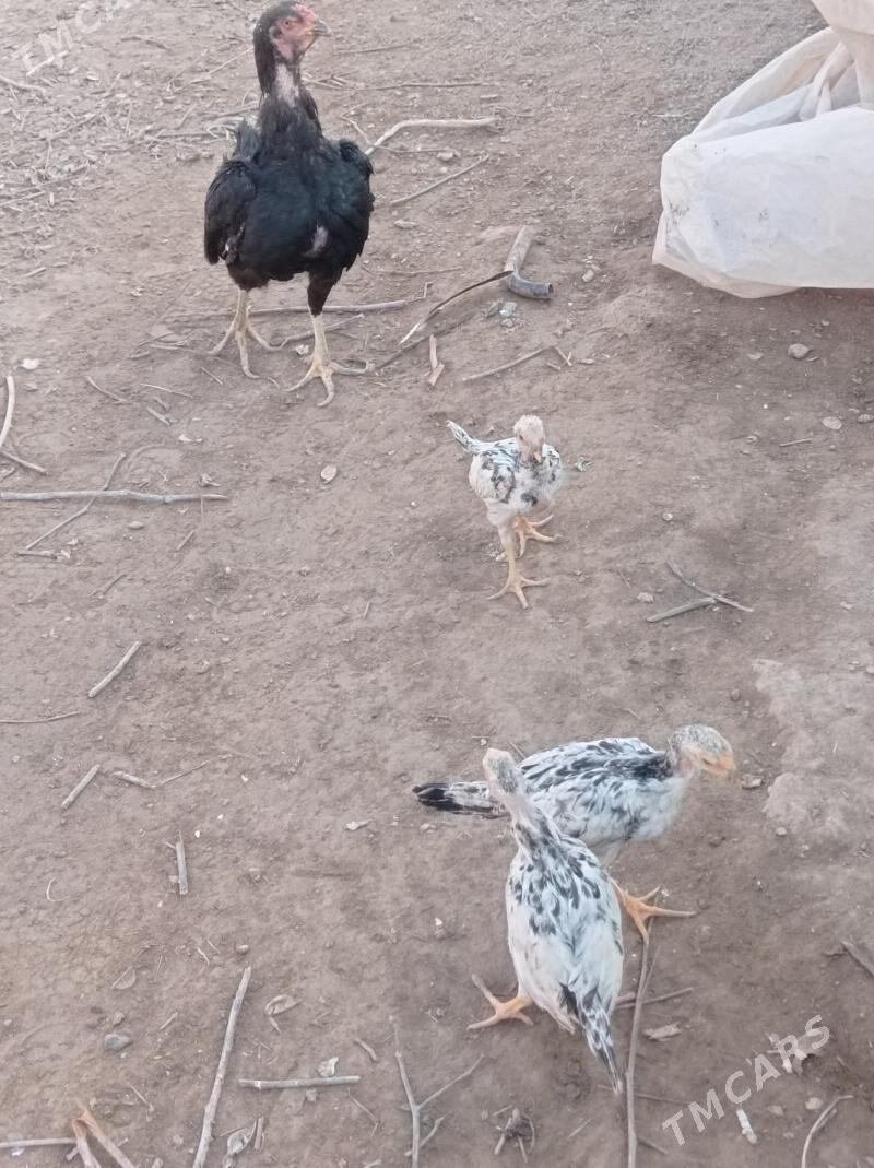 жужели товук - Гарабекевюл - img 5