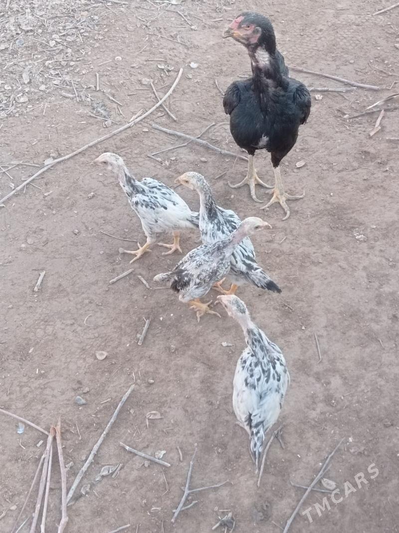 жужели товук - Гарабекевюл - img 6