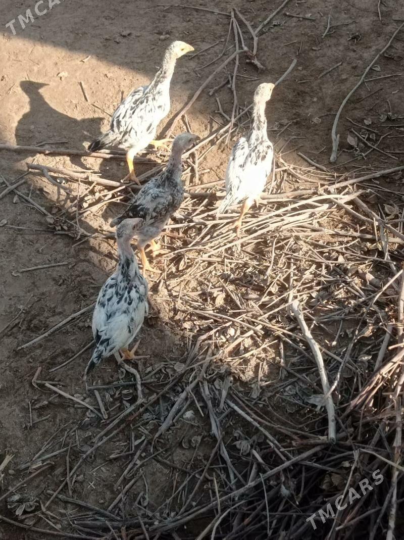 жужели товук - Гарабекевюл - img 4