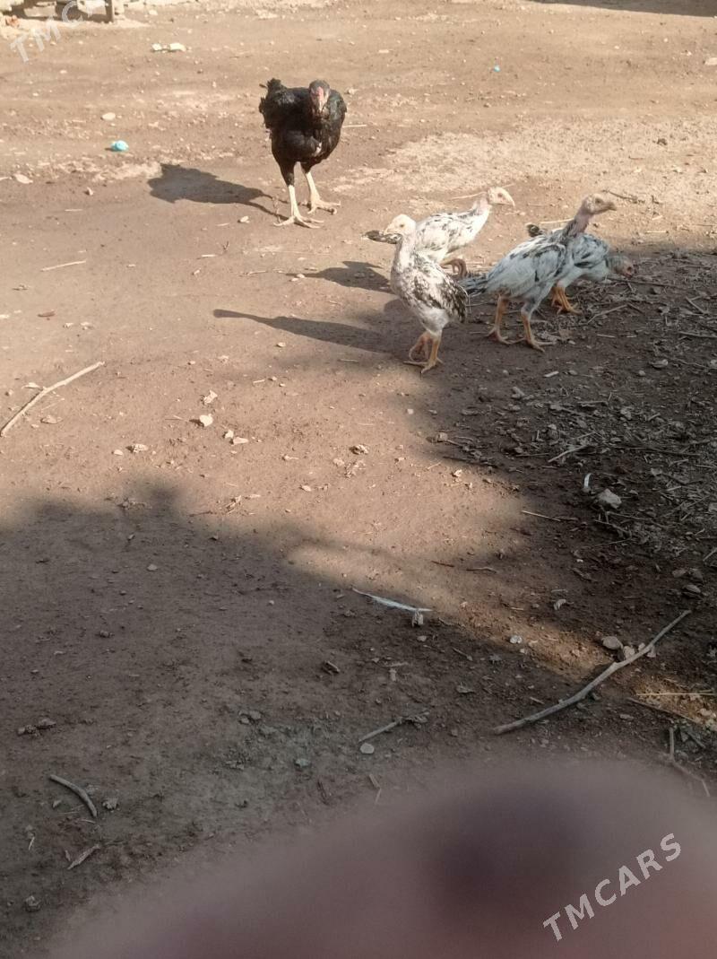 жужели товук - Гарабекевюл - img 2