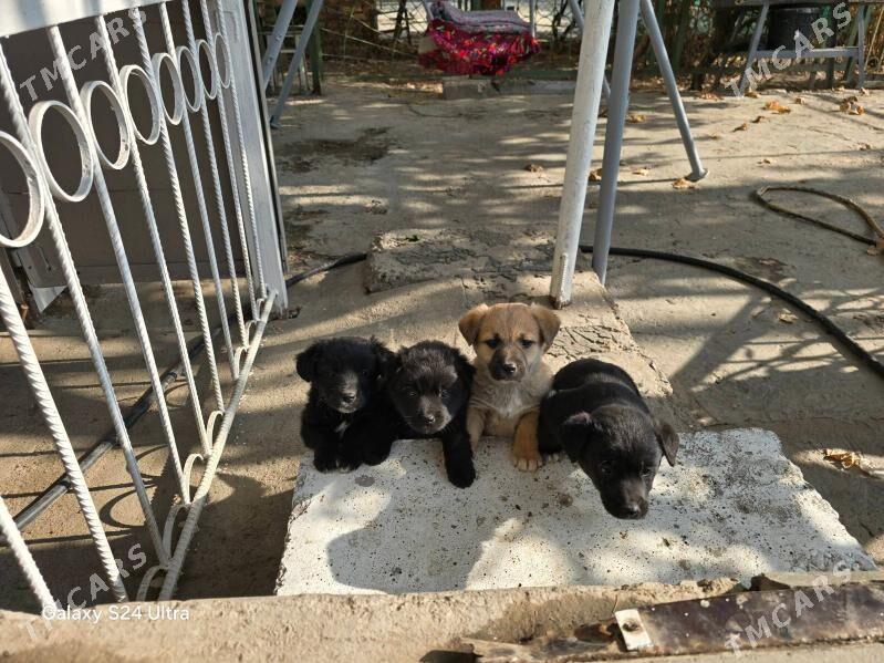 щенки в добрые руки 2 - Туркменабат - img 2