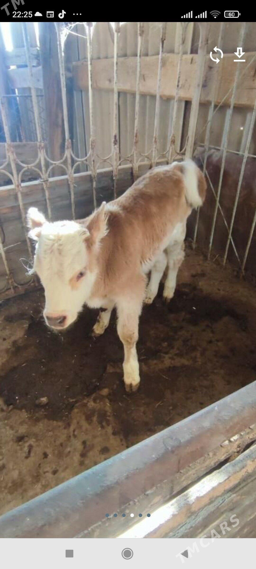 Göleli Sygyr - Kaka - img 2