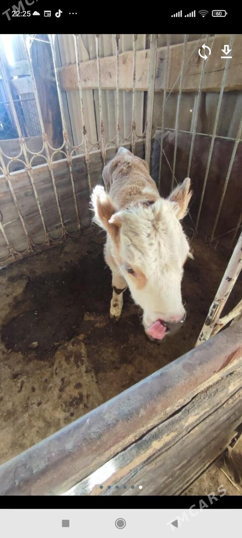 Göleli Sygyr - Kaka - img 3