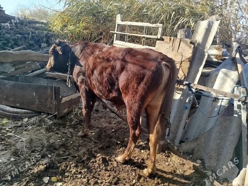 Uly öküz - Векильбазар - img 6