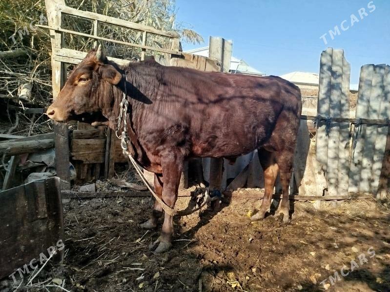 Uly öküz - Векильбазар - img 5